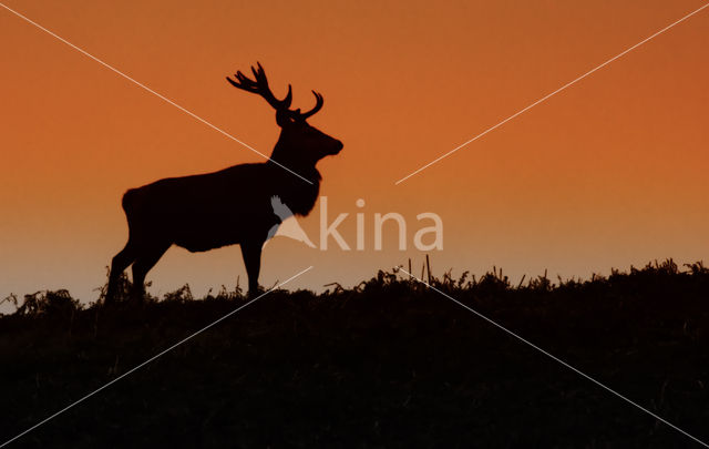 Edelhert (Cervus elaphus)