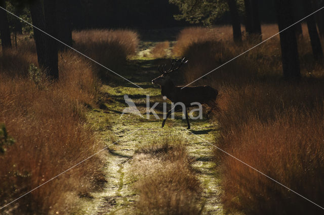 Red Deer (Cervus elaphus)