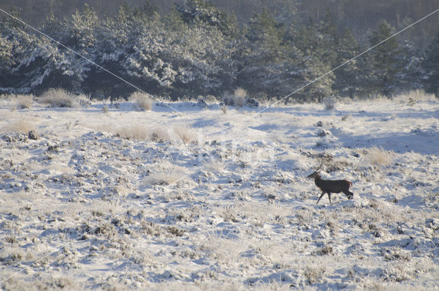 Edelhert (Cervus elaphus)