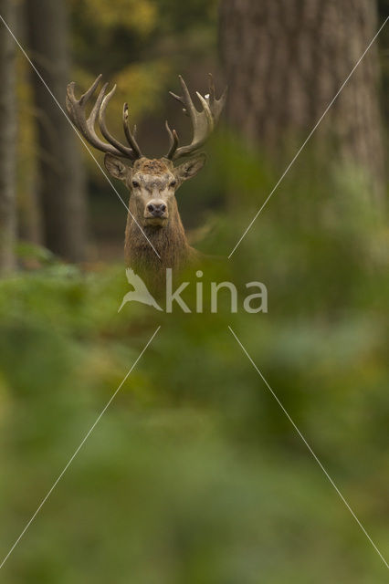 Edelhert (Cervus elaphus)