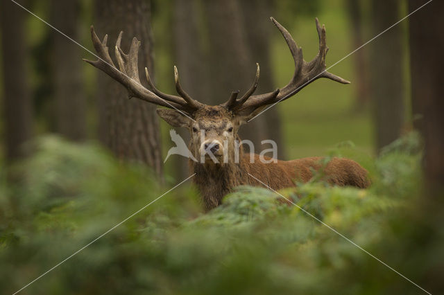 Edelhert (Cervus elaphus)