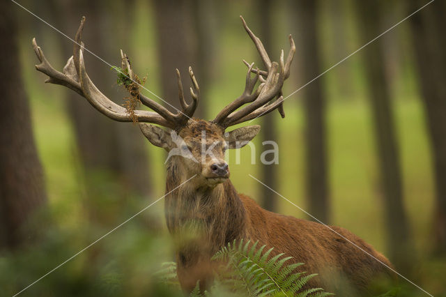 Edelhert (Cervus elaphus)