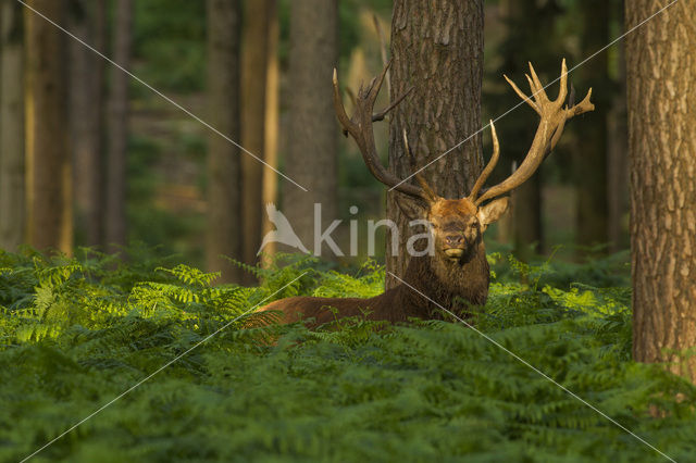 Edelhert (Cervus elaphus)