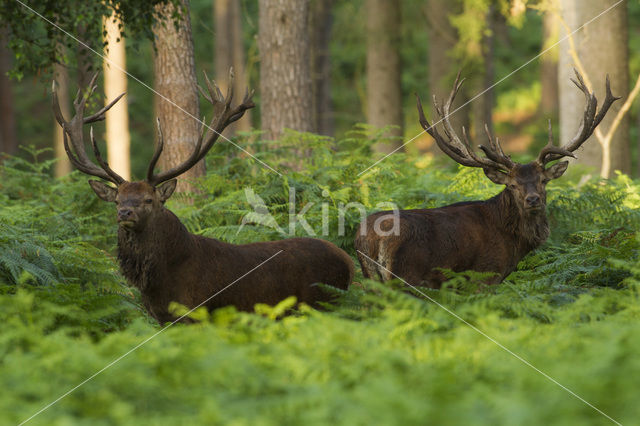 Edelhert (Cervus elaphus)