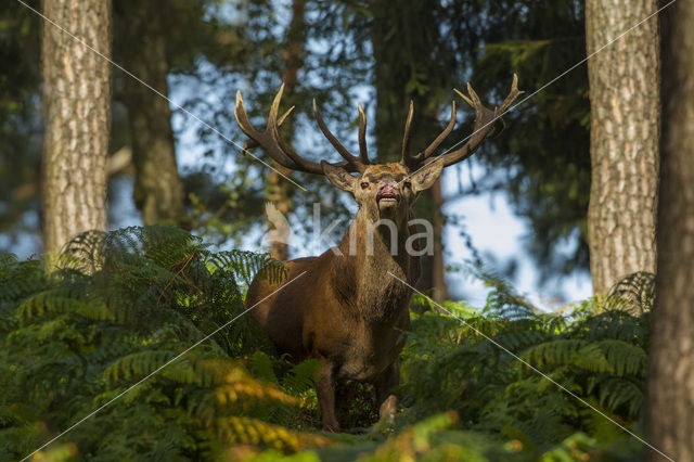 Edelhert (Cervus elaphus)