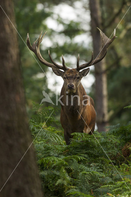 Edelhert (Cervus elaphus)