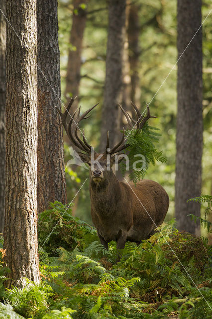 Edelhert (Cervus elaphus)