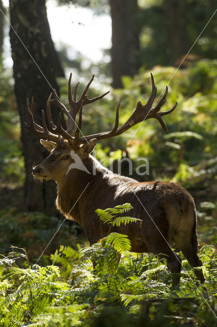 Edelhert (Cervus elaphus)