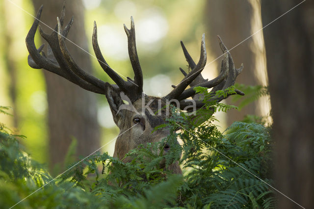 Edelhert (Cervus elaphus)