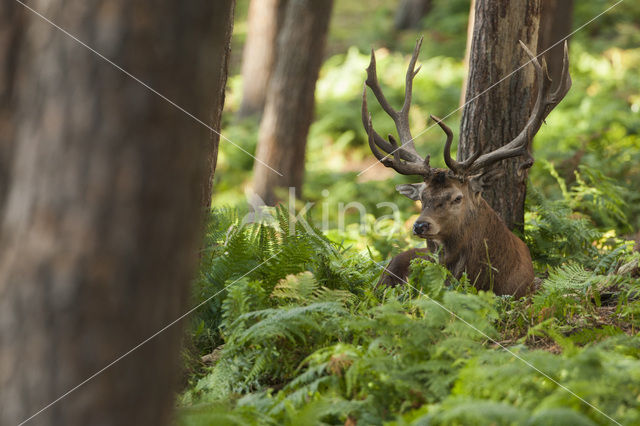 Edelhert (Cervus elaphus)