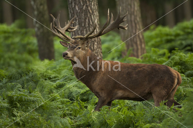 Edelhert (Cervus elaphus)