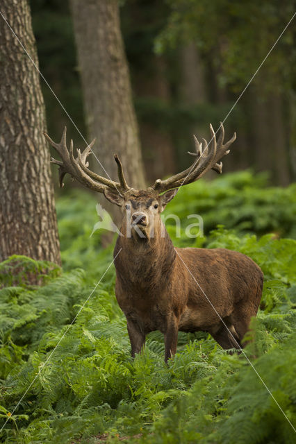 Edelhert (Cervus elaphus)