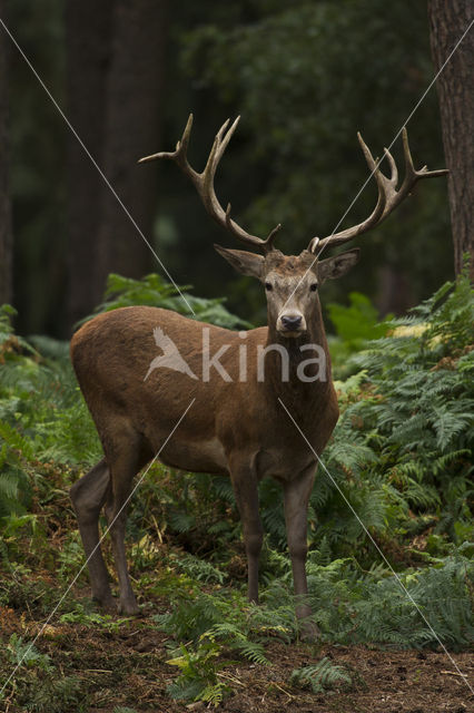 Edelhert (Cervus elaphus)