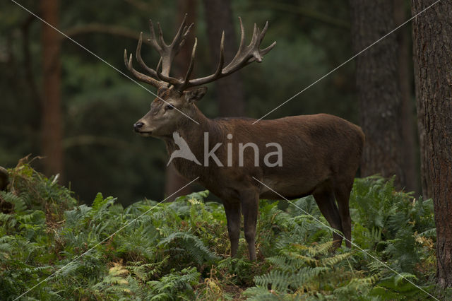 Edelhert (Cervus elaphus)