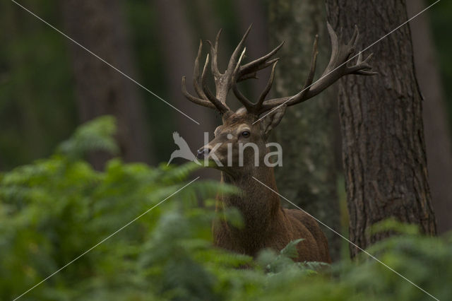 Edelhert (Cervus elaphus)