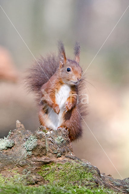 Eekhoorn (Sciurus vulgaris)