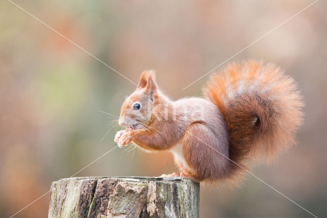 Eekhoorn (Sciurus vulgaris)