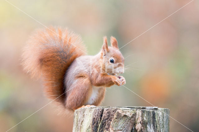 Eekhoorn (Sciurus vulgaris)