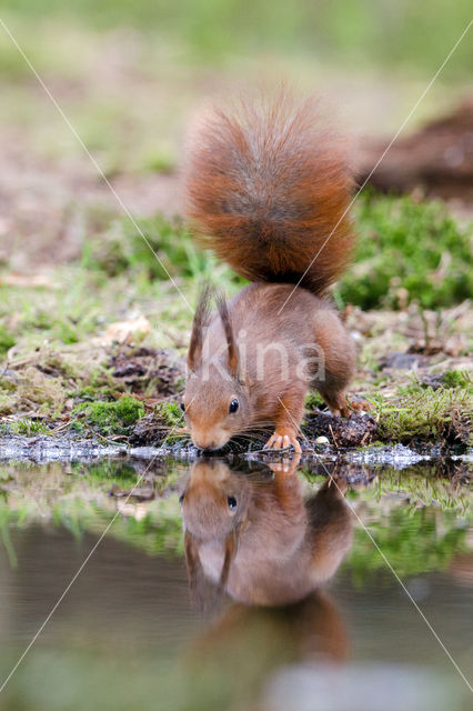 Eekhoorn (Sciurus vulgaris)