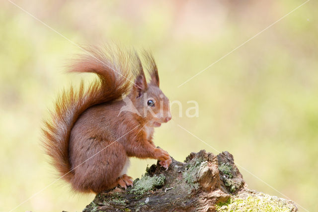 Red Squirrel (Sciurus vulgaris)