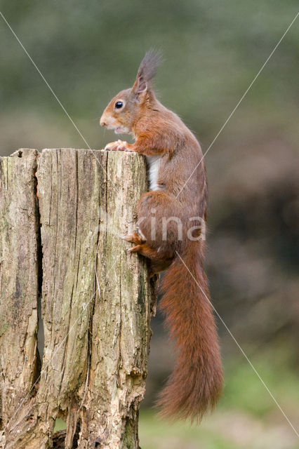 Eekhoorn (Sciurus vulgaris)