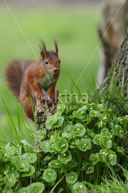 Eekhoorn (Sciurus vulgaris)