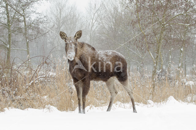 Eland (Alces alces)