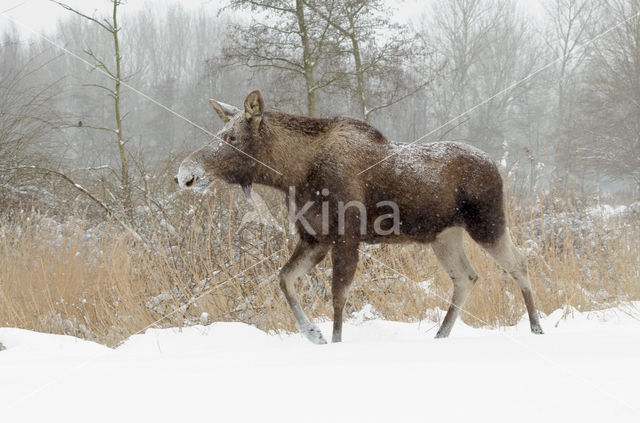 Eland (Alces alces)