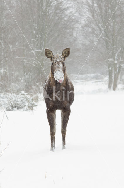 Eland (Alces alces)