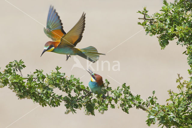 Europese Bijeneter (Merops apiaster)