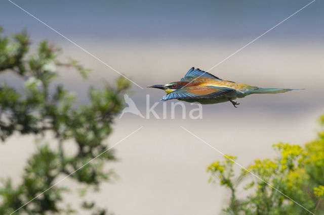 Europese Bijeneter (Merops apiaster)