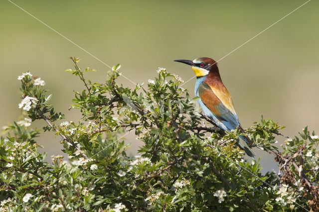 European Bee-eater (Merops apiaster)