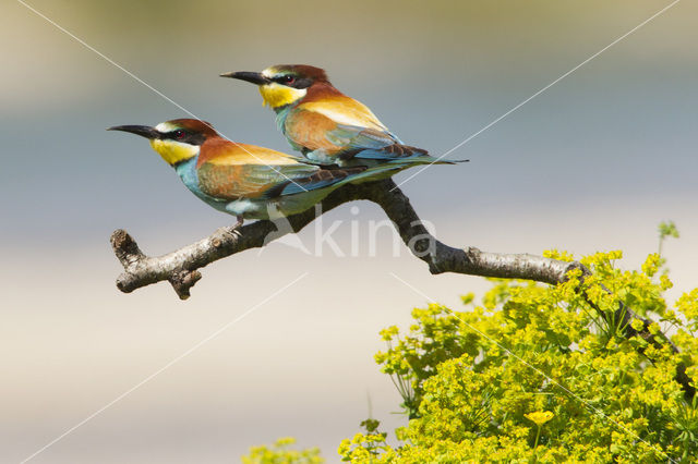 European Bee-eater (Merops apiaster)