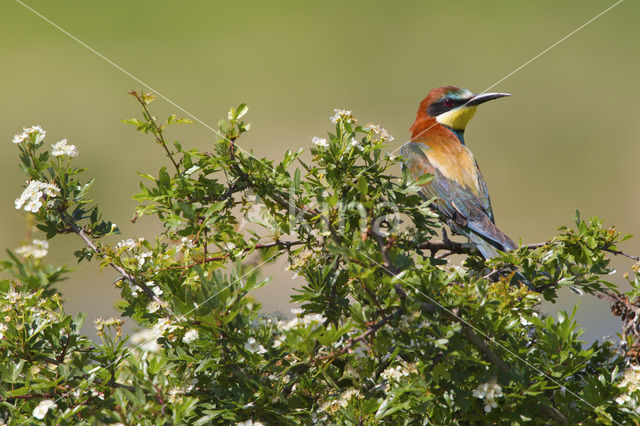 European Bee-eater (Merops apiaster)