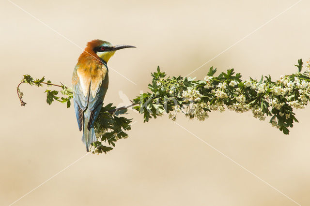 European Bee-eater (Merops apiaster)