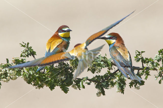 Europese Bijeneter (Merops apiaster)