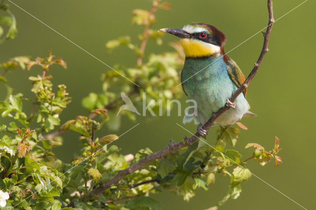 European Bee-eater (Merops apiaster)