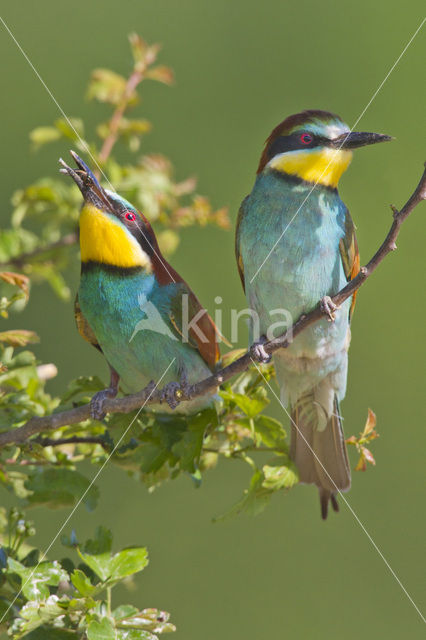 Europese Bijeneter (Merops apiaster)