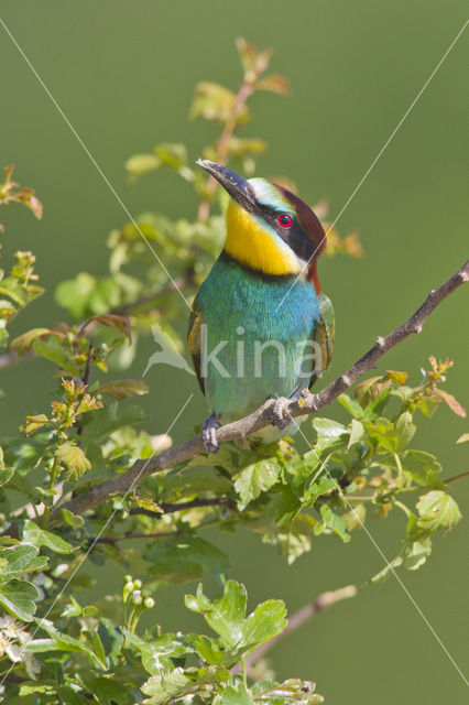 Europese Bijeneter (Merops apiaster)