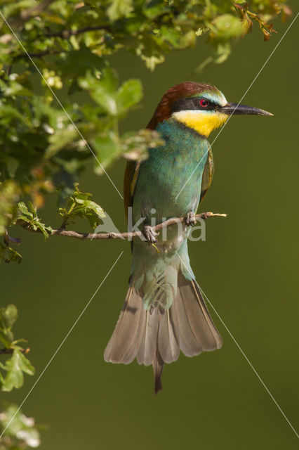 European Bee-eater (Merops apiaster)