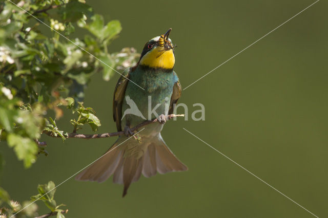 European Bee-eater (Merops apiaster)