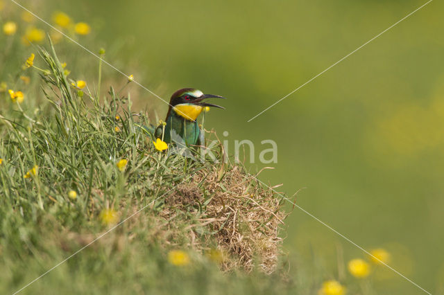 Europese Bijeneter (Merops apiaster)