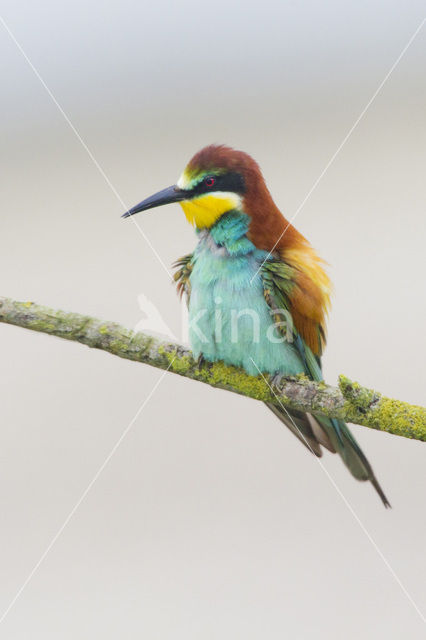 European Bee-eater (Merops apiaster)