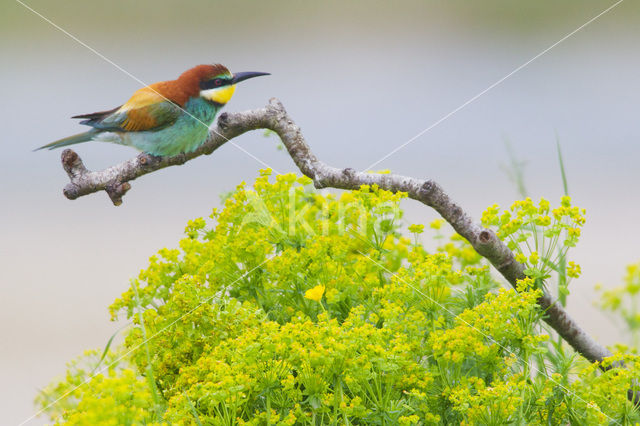 European Bee-eater (Merops apiaster)