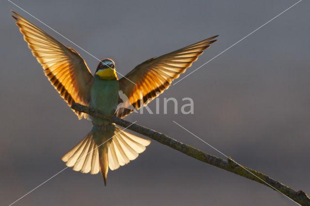 European Bee-eater (Merops apiaster)