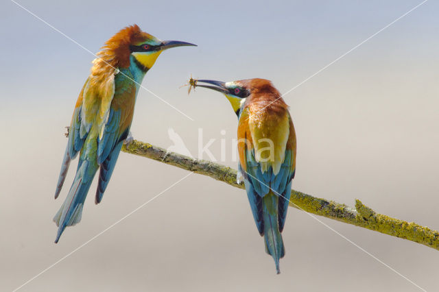 European Bee-eater (Merops apiaster)