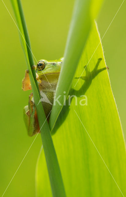 Europese boomkikker (Hyla arborea)