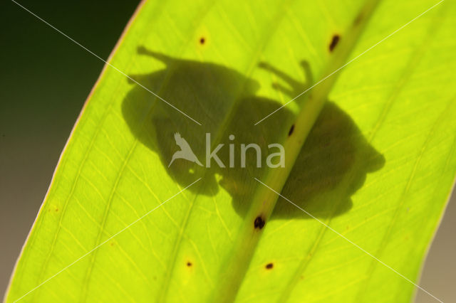 Europese boomkikker (Hyla arborea)