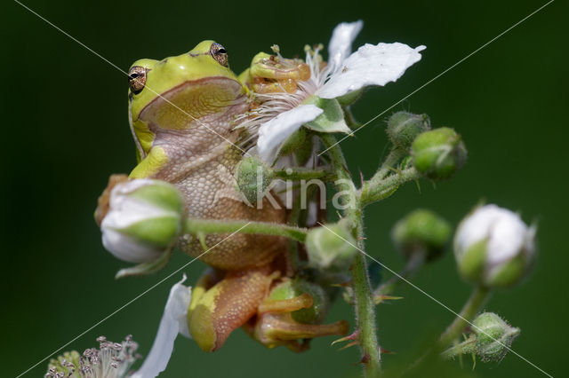 Europese boomkikker (Hyla arborea)