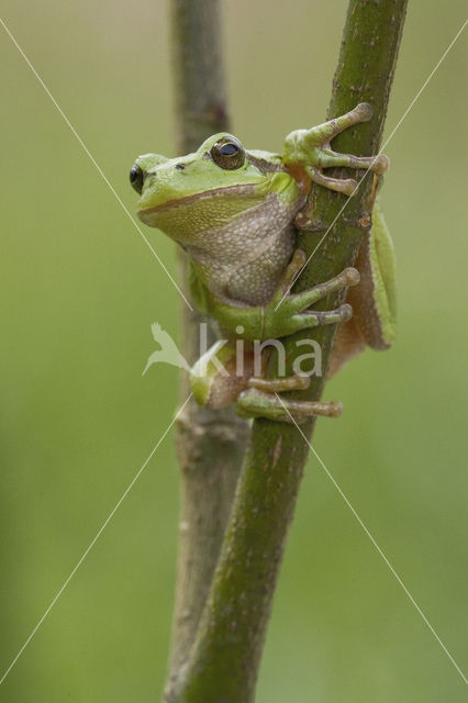 Europese boomkikker (Hyla arborea)